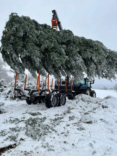 Weihnachstbäume 2023 - 2